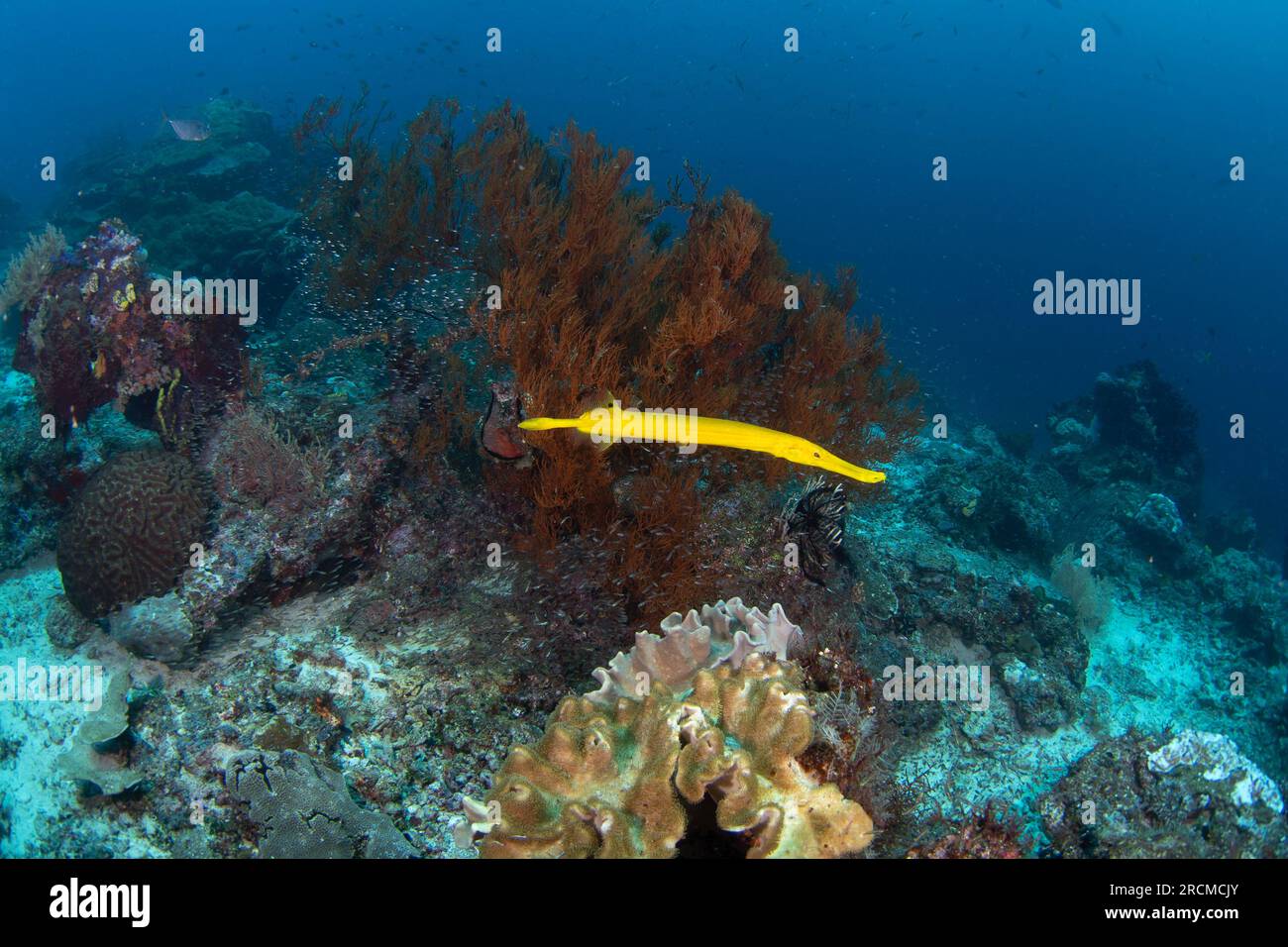 Il trombettista cinese sta cacciando vicino al corallo. Aulostomus chinensis durante l'immersione a Raja Ampat. Lungo pesce giallo sta nuotando lentamente vicino al fondo. Ma Foto Stock