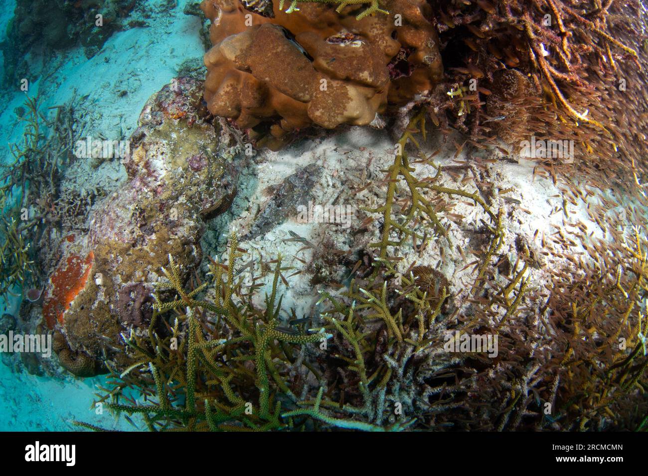 Scorpaenopsis barbata durante l'immersione a Raja Ampat. Scorpione barbuto sul fondale marino in Indonesia. Vita marina. Foto Stock