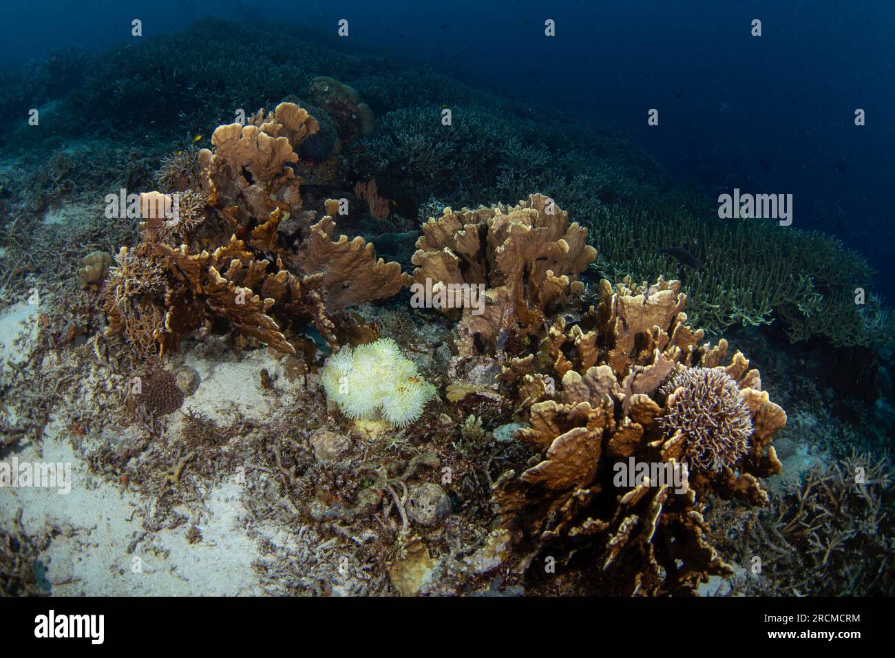 Falso pesce anemone pagliaccio sul fondo. Ocellaris clownfish in simbiosi con l'anemon. Falsi pesci pagliaccio percussione durante l'immersione a Raja Ampat. orano piccolo Foto Stock