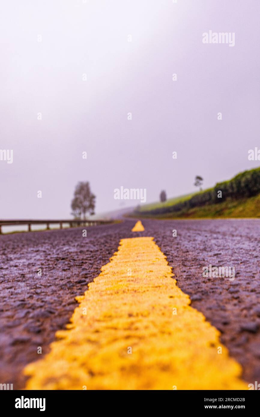 Kiambu County Farm Farming tè foglie di fattoria piantagioni su larga scala nella contea di Kiambu Kenya Africa orientale Foto Stock