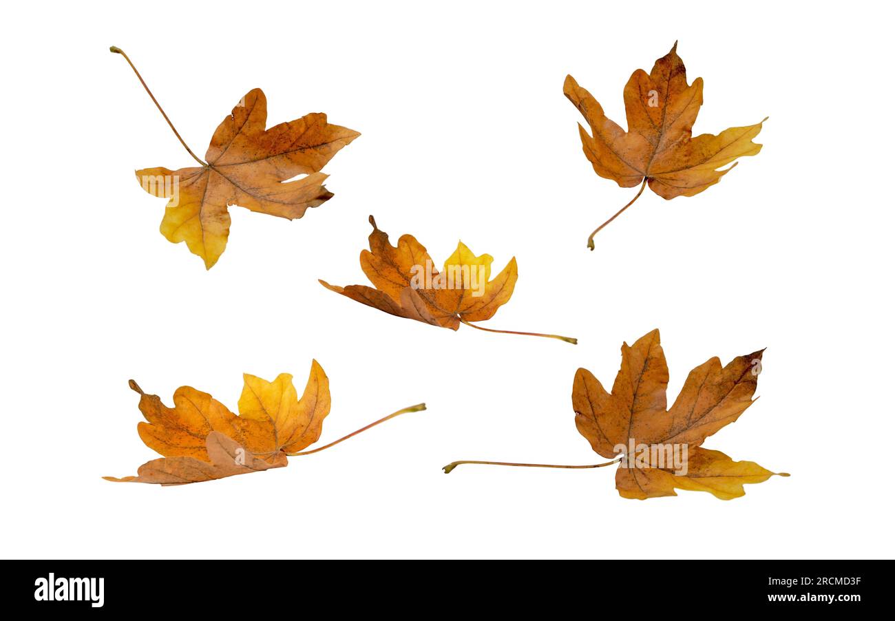Foglie cadute di acero secco marrone isolate su bianco. Fogliame volanti in autunno. Foto Stock