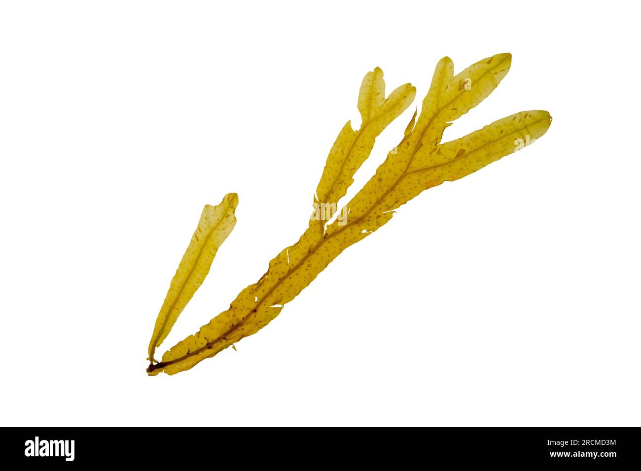 Dictyopteris polypodioides o Dictyopteris membranacea alga isolata su bianco. Alga marrone con alghe a rete Foto Stock