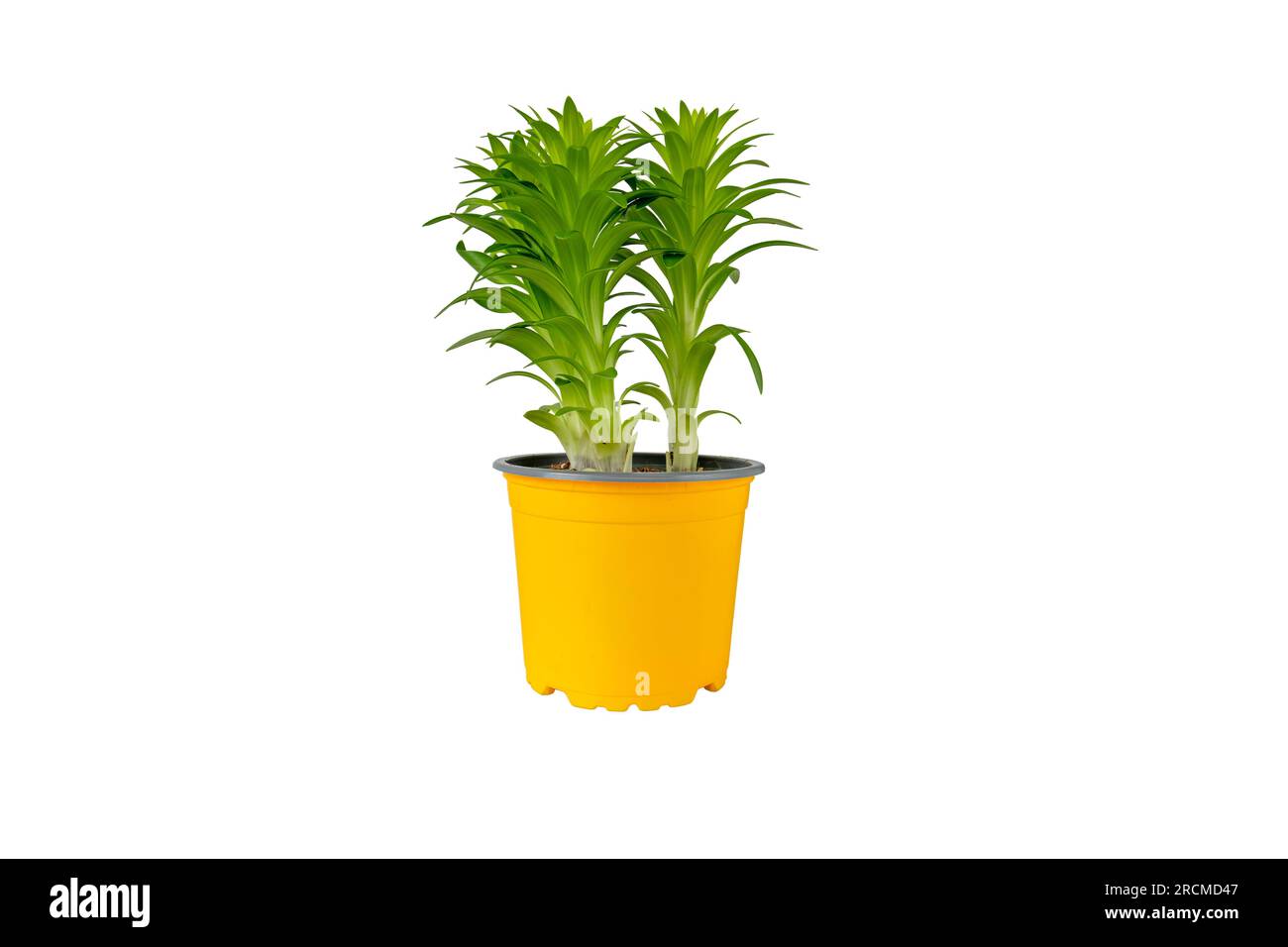 Pianta di Lily nel vaso isolato su bianco. Lilium asiatic Hybrid nel contenitore. Foto Stock