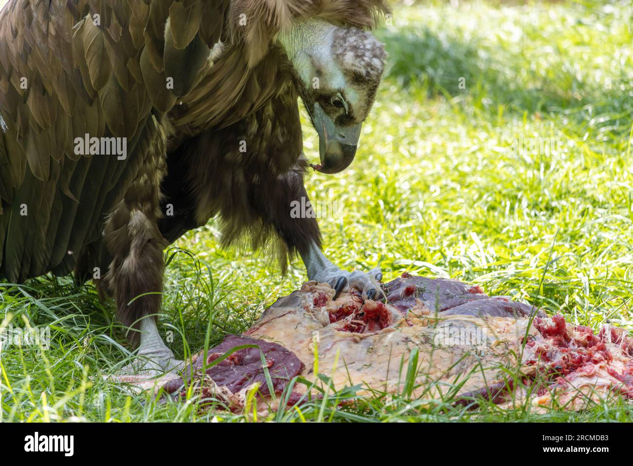 L'avvoltoio cinereo, aegypius monachus, si sta nutrendo di una carota Foto Stock