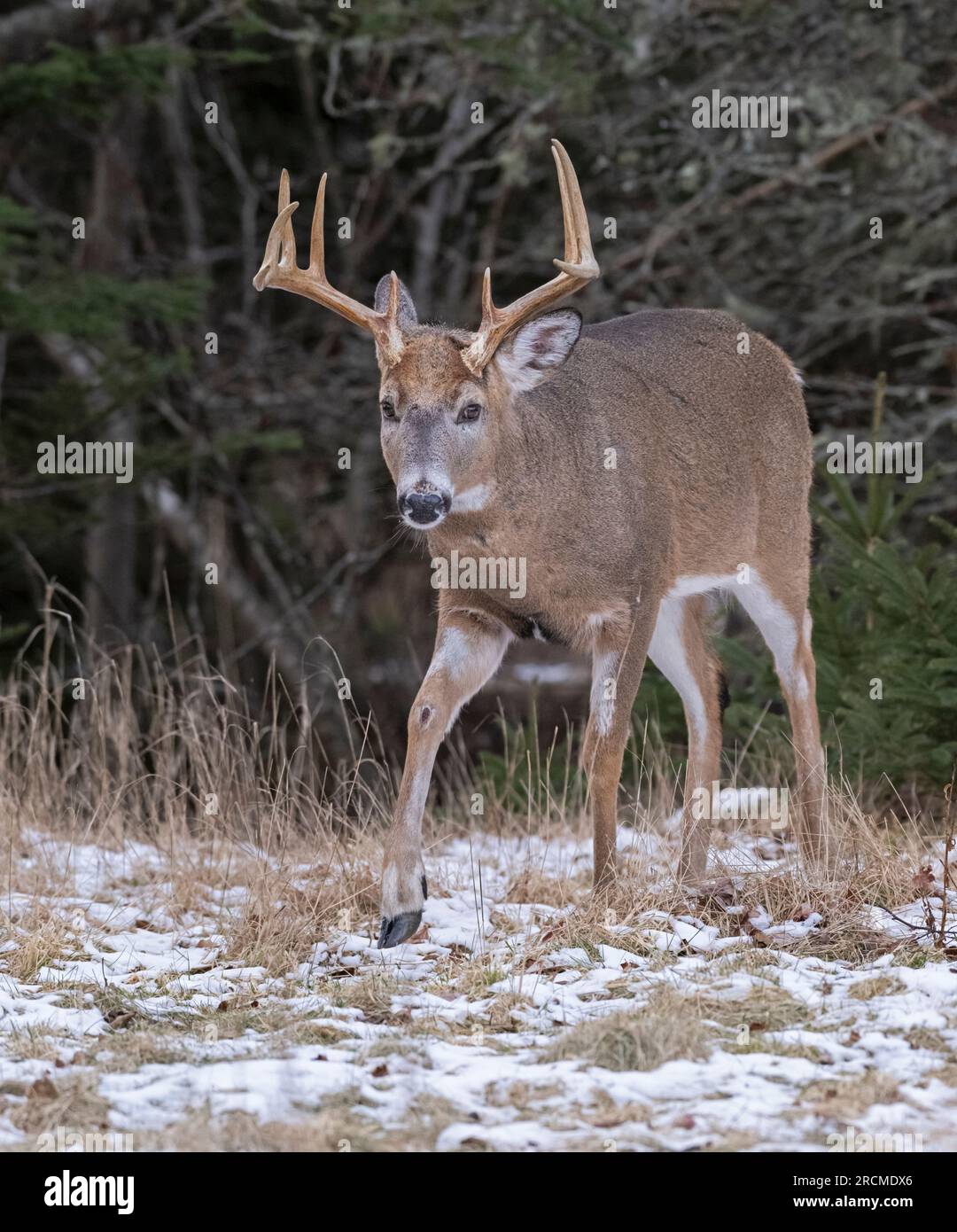 Cervo dalla coda bianca (Odocoileus virginianus). Maturo Buck a dicembre nel Parco Nazionale di Acadia, Maine, Stati Uniti. Foto Stock