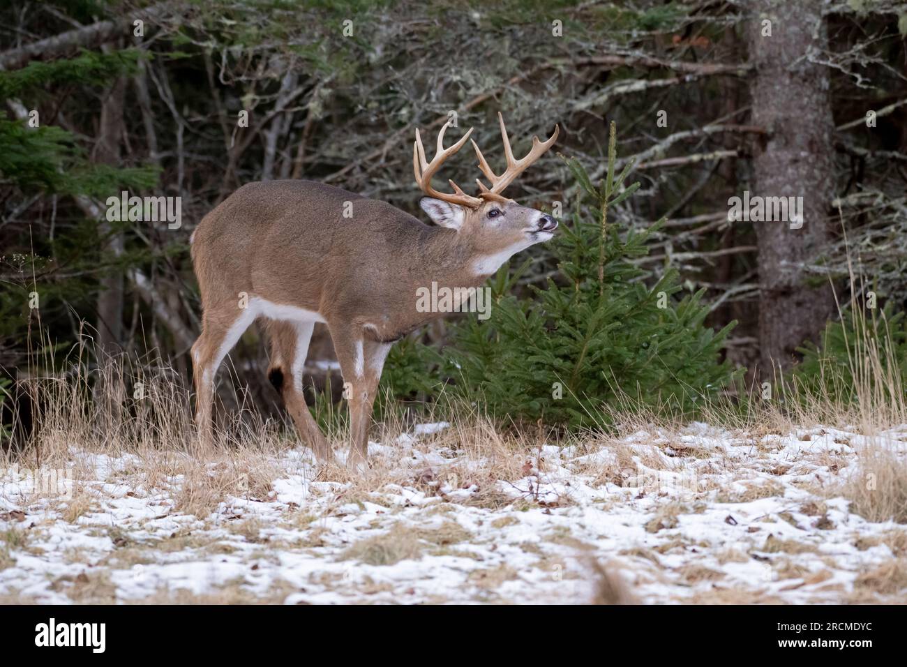 Cervo dalla coda bianca (Odocoileus virginianus). Maturo Buck a dicembre nel Parco Nazionale di Acadia, Maine, Stati Uniti. L'ultima stagione per i cervi nel New England è no Foto Stock
