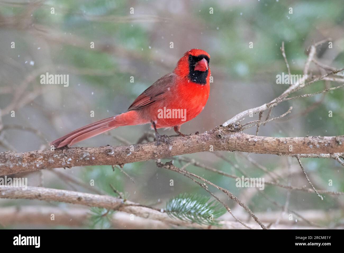Cardinale del Nord (Cardinalis cardinalis) durante una nevicata di dicembre nel Parco Nazionale dell'Acadia, Maine, Stati Uniti. Foto Stock