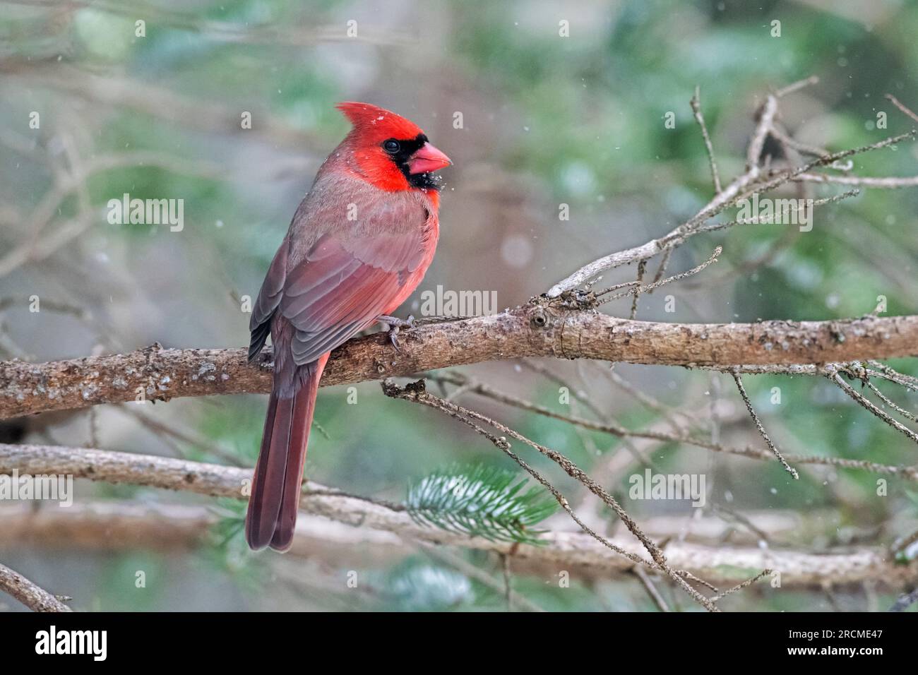 Cardinale del Nord (Cardinalis cardinalis) durante una nevicata di dicembre nel Parco Nazionale dell'Acadia, Maine, Stati Uniti. Foto Stock