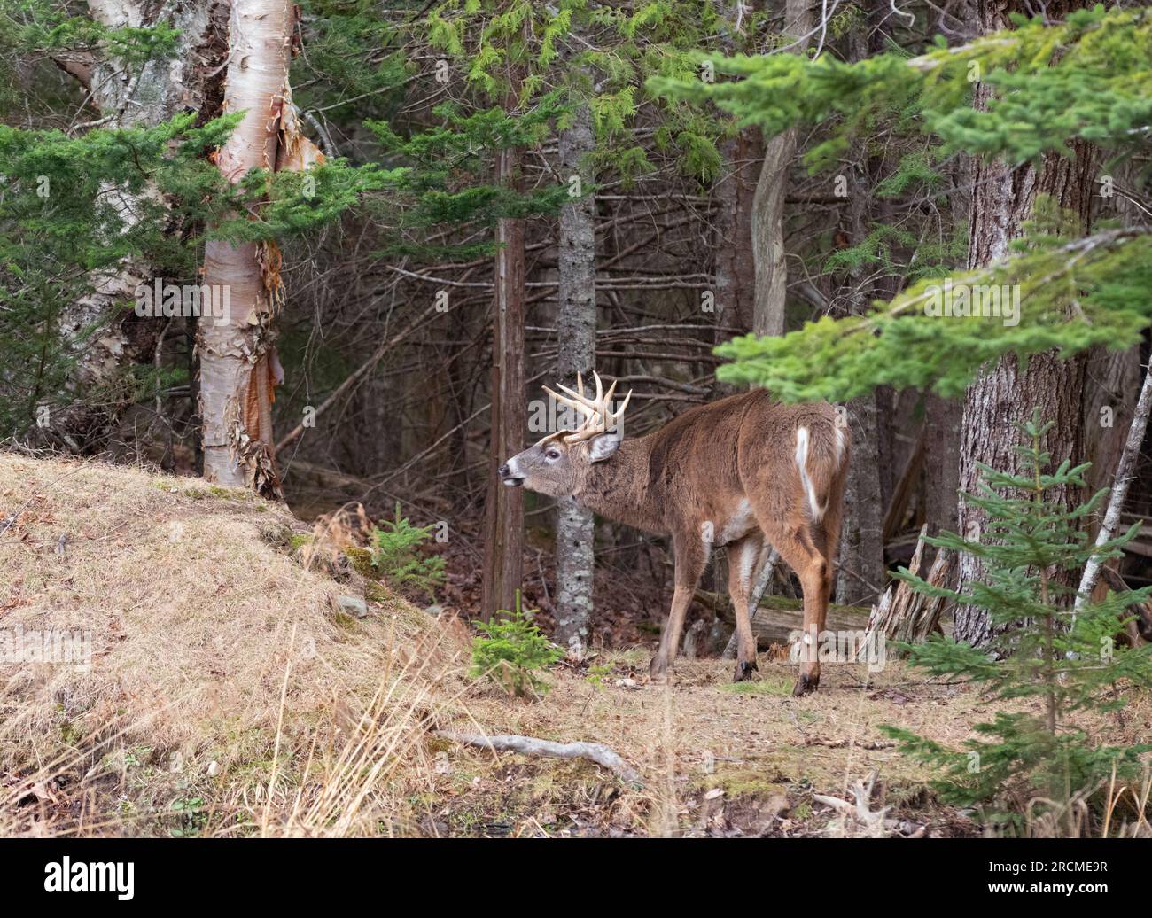White-Tailed Deer (Odocoileus virginianus). Buck matura durante la stagione di accoppiamento. Parco Nazionale di Acadia, Maine, Stati Uniti d'America. Foto Stock