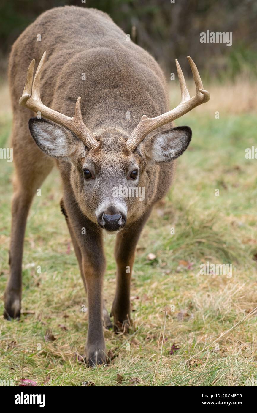 White-Tailed Deer (Odocoileus virginianus). Buck matura durante la stagione di accoppiamento. Parco Nazionale di Acadia, Maine, Stati Uniti d'America. Foto Stock