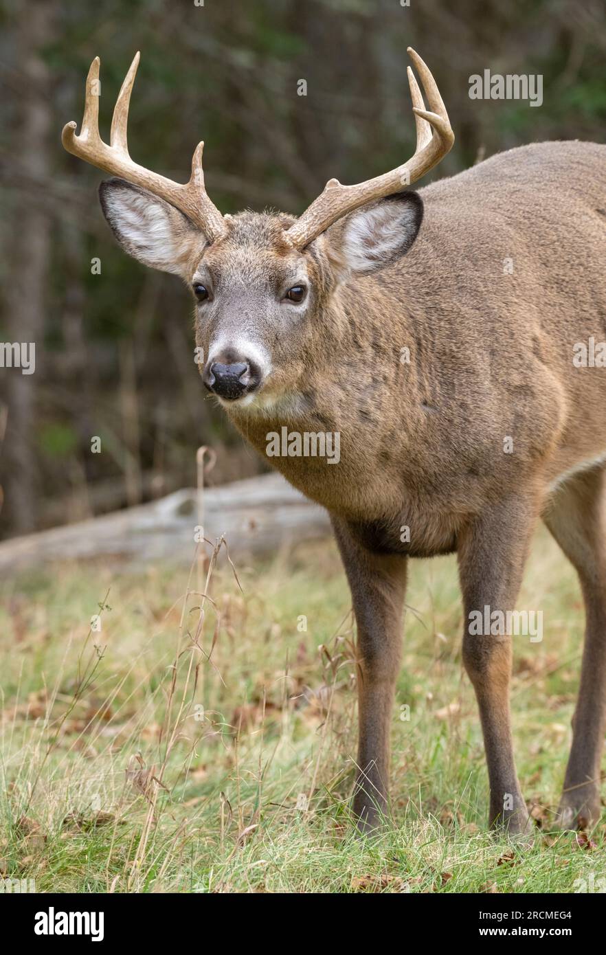 White-Tailed Deer (Odocoileus virginianus). Buck matura durante la stagione di accoppiamento. Parco Nazionale di Acadia, Maine, Stati Uniti d'America. Foto Stock
