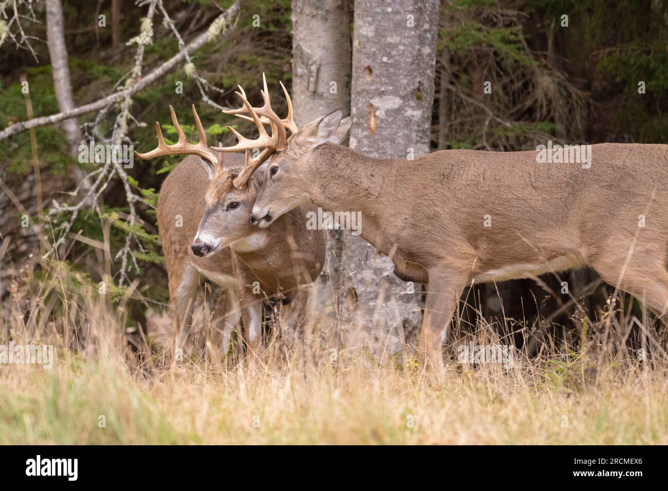 Cervo dalla coda bianca (Odocoileus virginianus). Cervo dalla coda bianca (Odocoileus virginianus). I soldi si sparano durante il rut. Parco nazionale di Acadia, Maine, Foto Stock