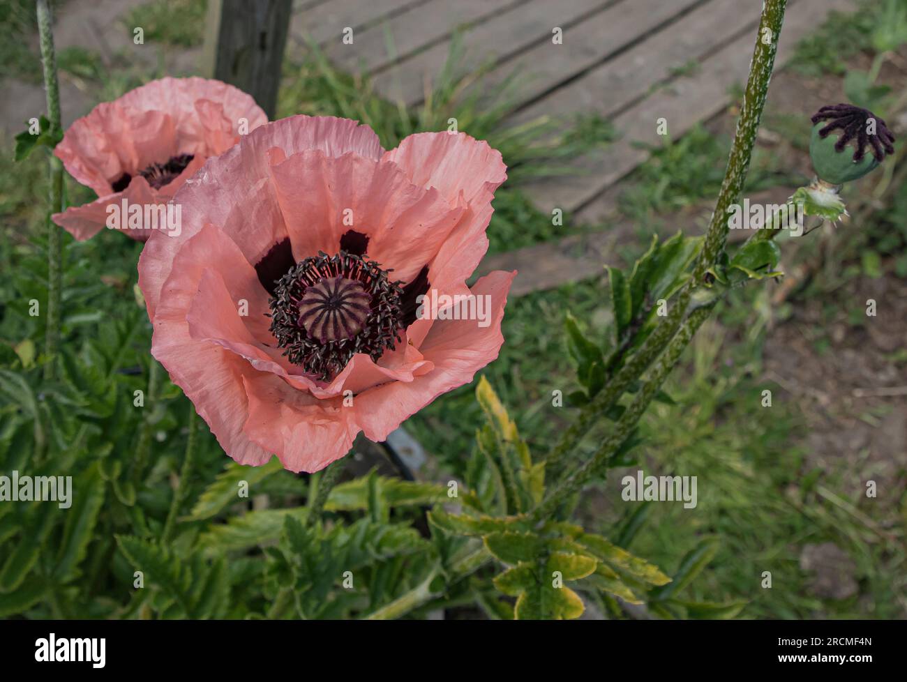 Grandi papaveri rosa con testa in un bordo con fogliame verde Foto Stock