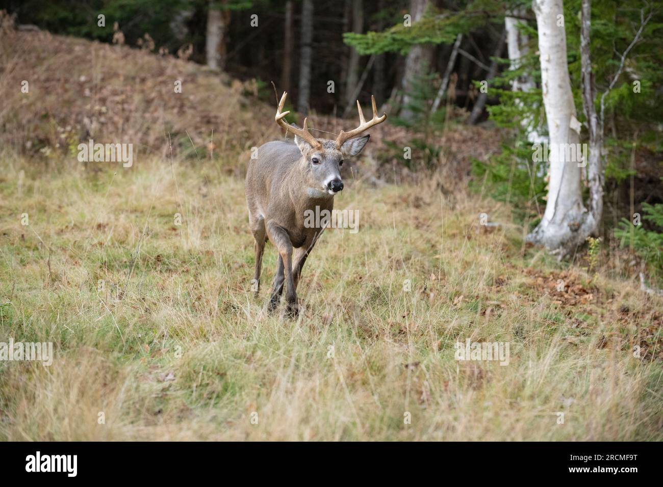 White-Tailed Deer (Odocoileus virginianus). Buck matura durante la stagione di accoppiamento. Parco Nazionale di Acadia, Maine, Stati Uniti d'America. Foto Stock