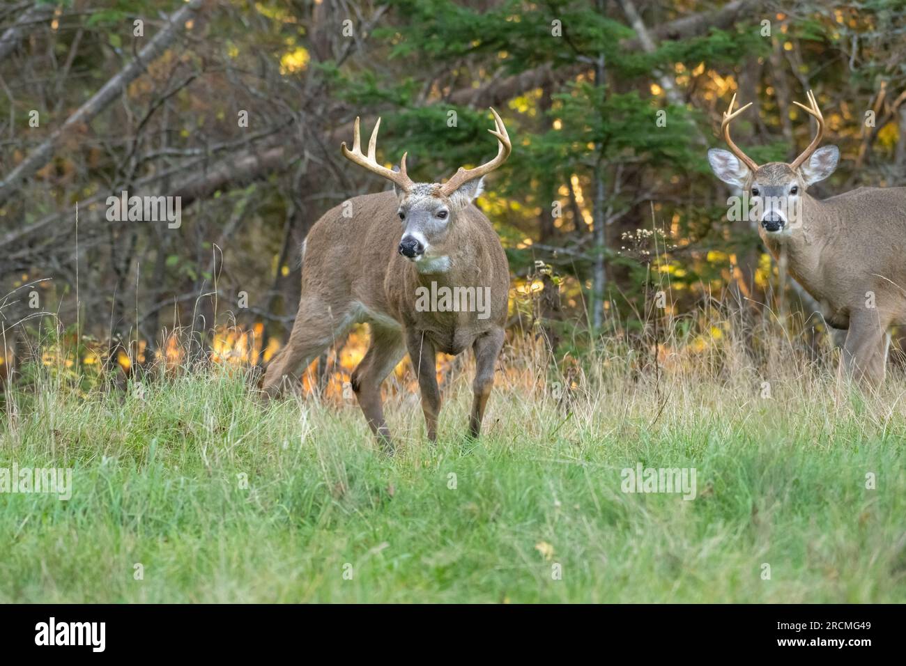 Cervo dalla coda bianca (Odocoileus virginianus). Cervo dalla coda bianca (Odocoileus virginianus). Dollari durante il rut. Acadia National Park, Maine, USA. Foto Stock