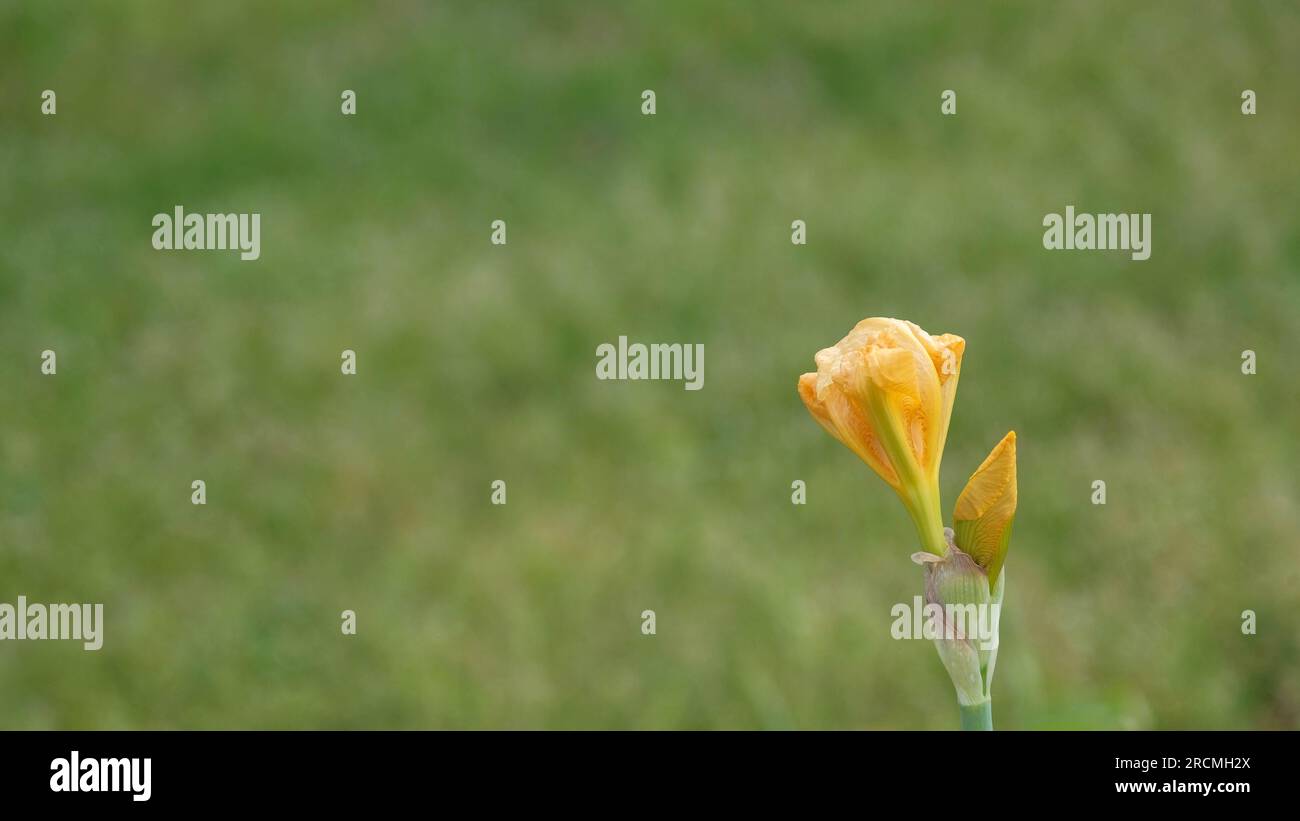 Germogli di iria gialli in fase di apertura in fiore Foto Stock