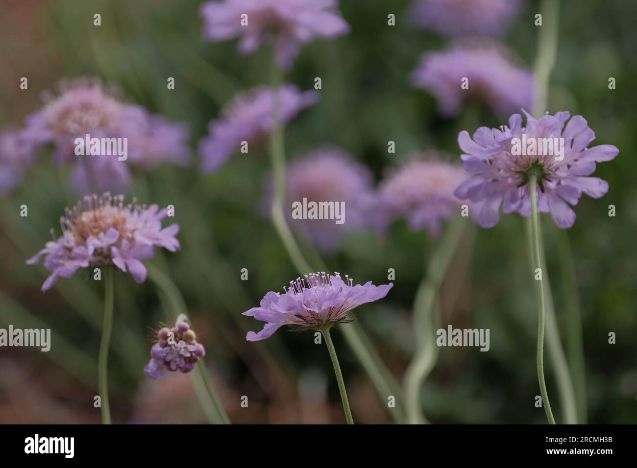 Fiori di Scabiosa in fiore con messa a fuoco limitata Foto Stock