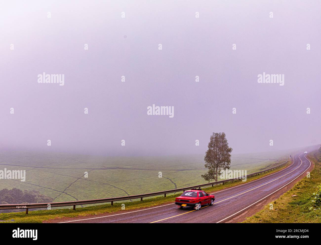 Kiambu County Farm Farming tè foglie di fattoria piantagioni su larga scala nella contea di Kiambu Kenya Africa orientale Foto Stock