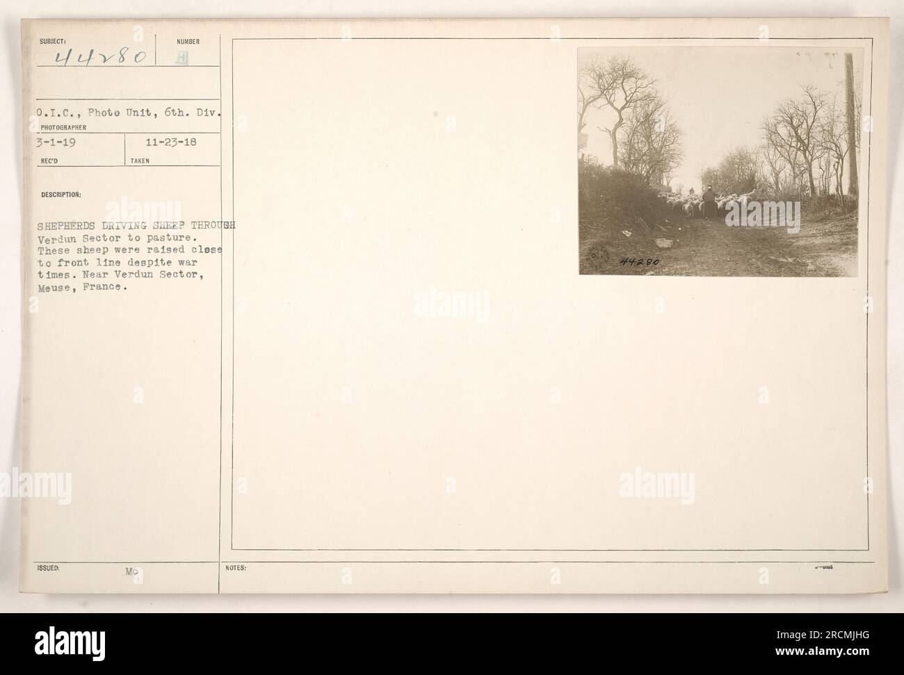 Shepherd guida pecore attraverso il settore Verdun per pastare nonostante i tempi di guerra. Le pecore sono state allevate vicino al fronte. Vicino al settore Verdun, Mosa, Francia. Fotografia scattata il 23 novembre 1918 dallo 0.I.C. della Photo Unit, 6th Division. Descrizione ricevuta il 1° marzo 1919. Foto Stock