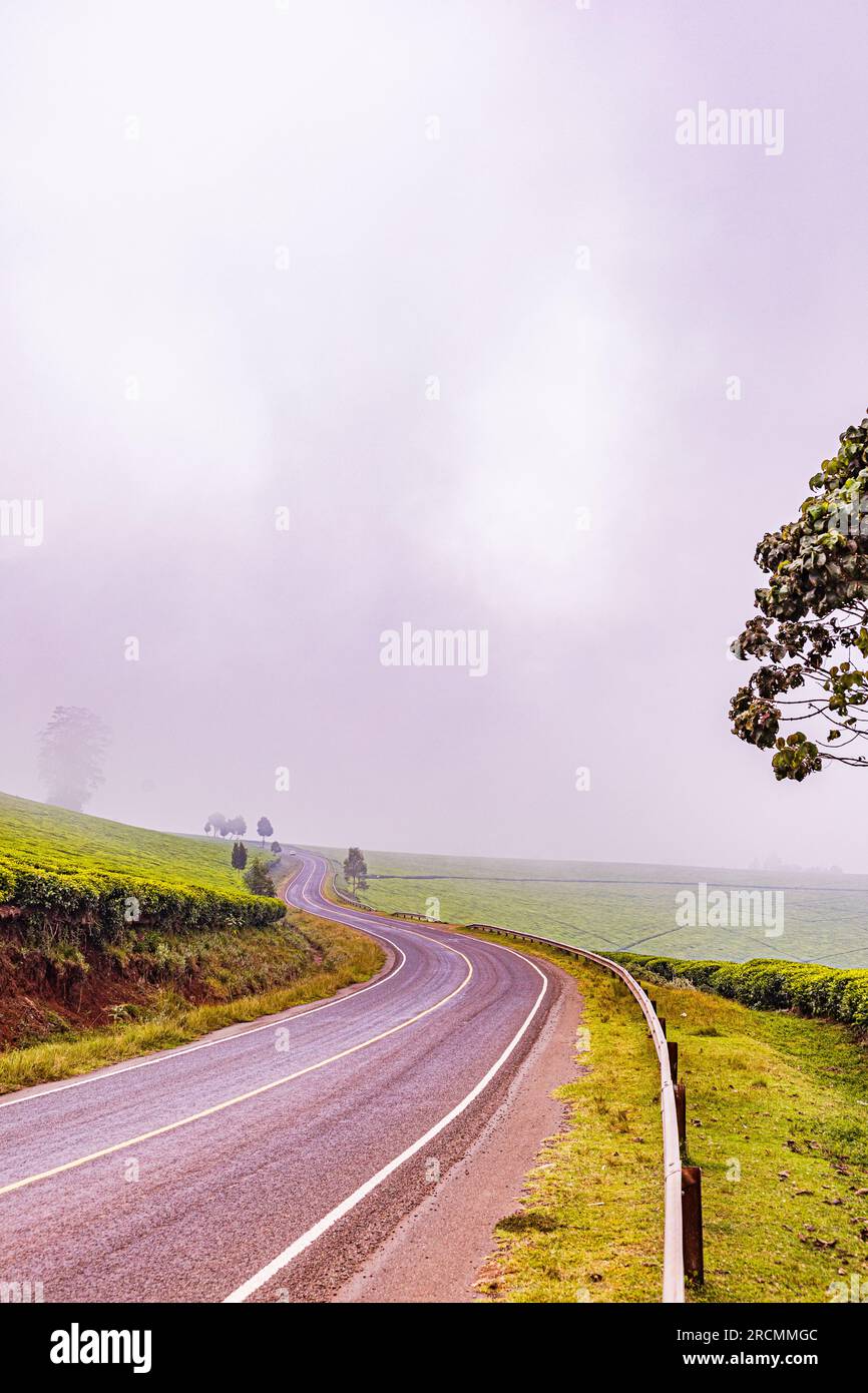 Kiambu County Farm Farming tè foglie di fattoria piantagioni su larga scala nella contea di Kiambu Kenya Africa orientale Foto Stock