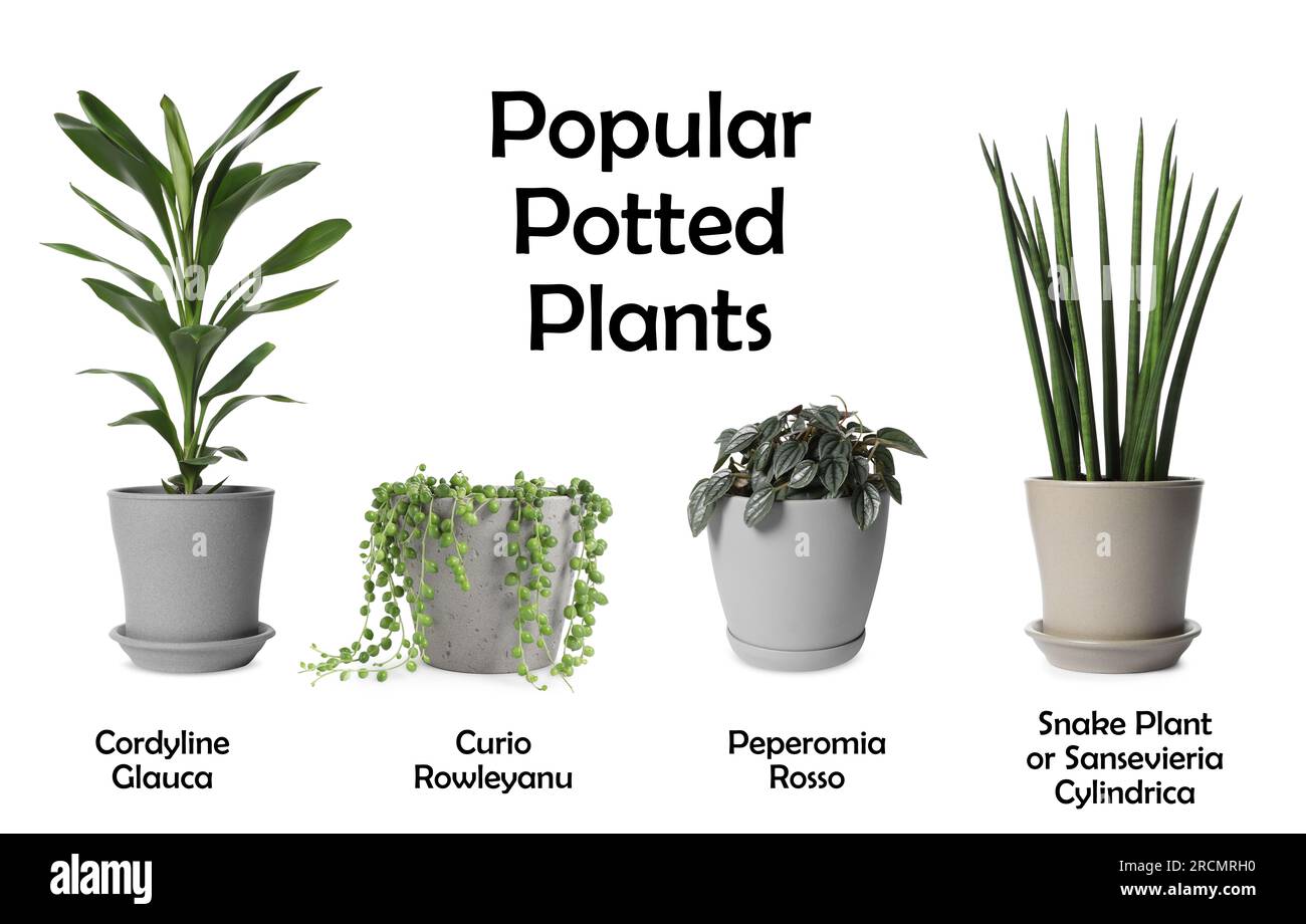 Insieme di molte piante in vaso popolari con nomi su sfondo bianco Foto Stock