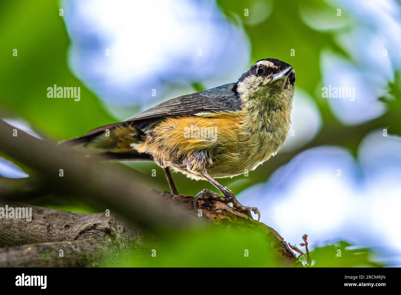 Nuthatch con petto rosso. Sedeva su un albero di acero che strappava i vermi dalla corteccia dell'albero. Foto Stock