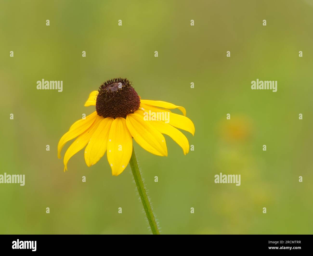 Susan dagli occhi neri che cresce in un pascolo. Quebec, Canada Foto Stock