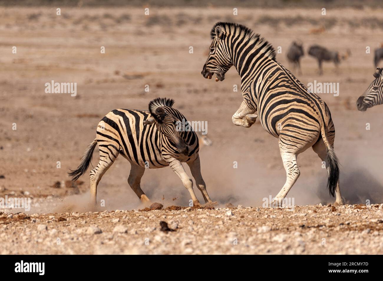 Zebre che combattono nella sorgente di Nebrowni, nel Parco Nazionale di Etosha, Namibia Foto Stock