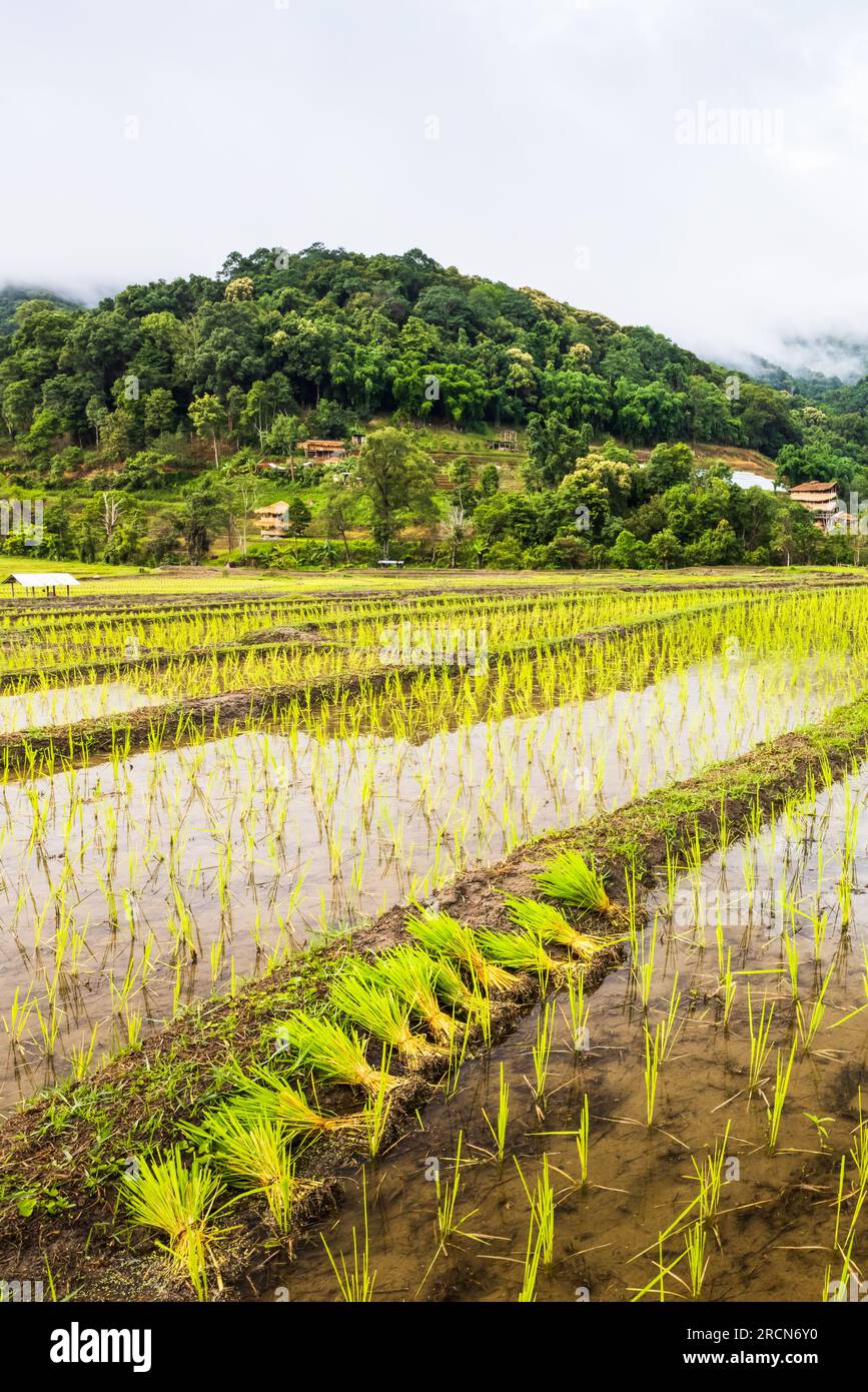 Il paesaggio di verdi piantine di riso nelle risaie durante la stagione delle piantagioni, circondato da foreste tropicali nella stagione delle piogge. Rurale in Thailandia. Foto Stock