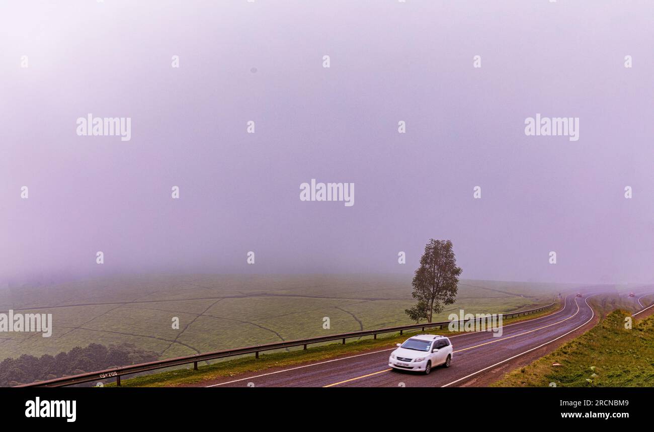 Kiambu County Farm Farming tè foglie di fattoria piantagioni su larga scala nella contea di Kiambu Kenya Africa orientale Foto Stock