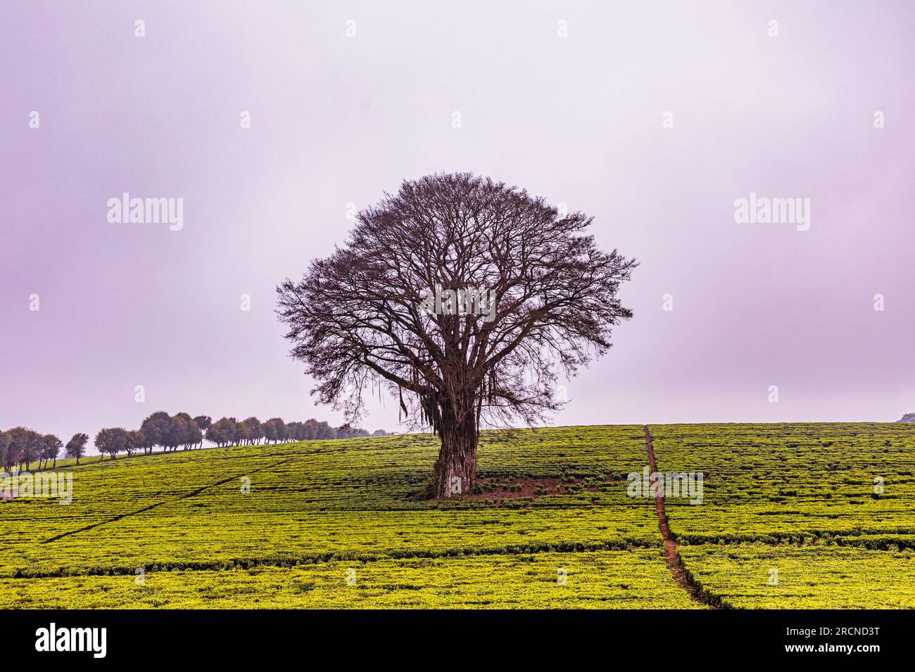 Kiambu County Farm Farming tè foglie di fattoria piantagioni su larga scala nella contea di Kiambu Kenya Africa orientale Foto Stock