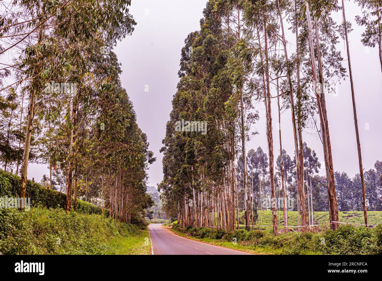 Kiambu County Farm Farming tè foglie di fattoria piantagioni su larga scala nella contea di Kiambu Kenya Africa orientale Foto Stock