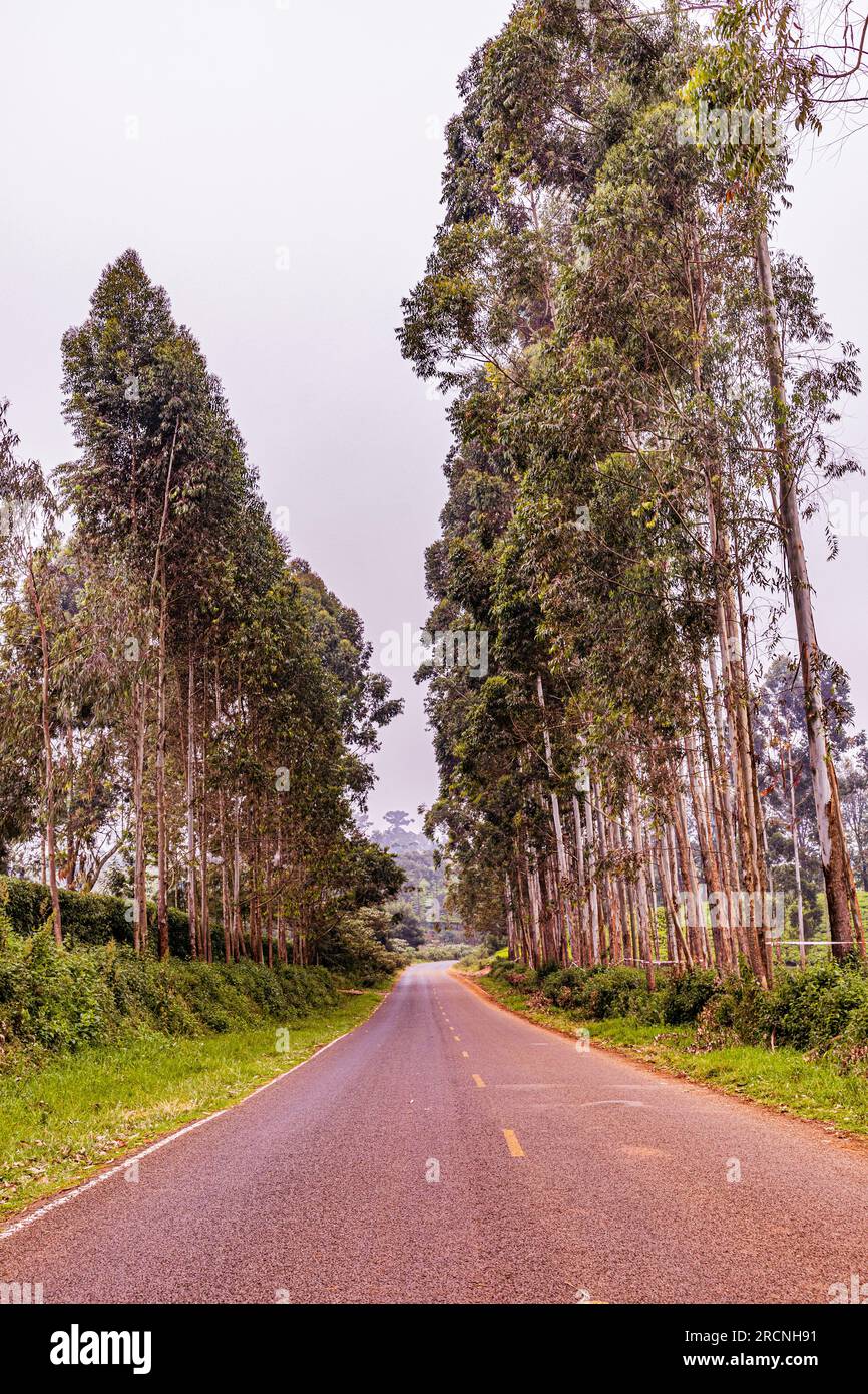 Kiambu County Farm Farming tè foglie di fattoria piantagioni su larga scala nella contea di Kiambu Kenya Africa orientale Foto Stock