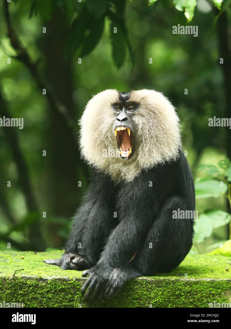 Il macaco dalla coda di leone, noto anche come wanderoo, è una scimmia del Vecchio mondo endemica dei Ghati occidentali dell'India meridionale Foto Stock