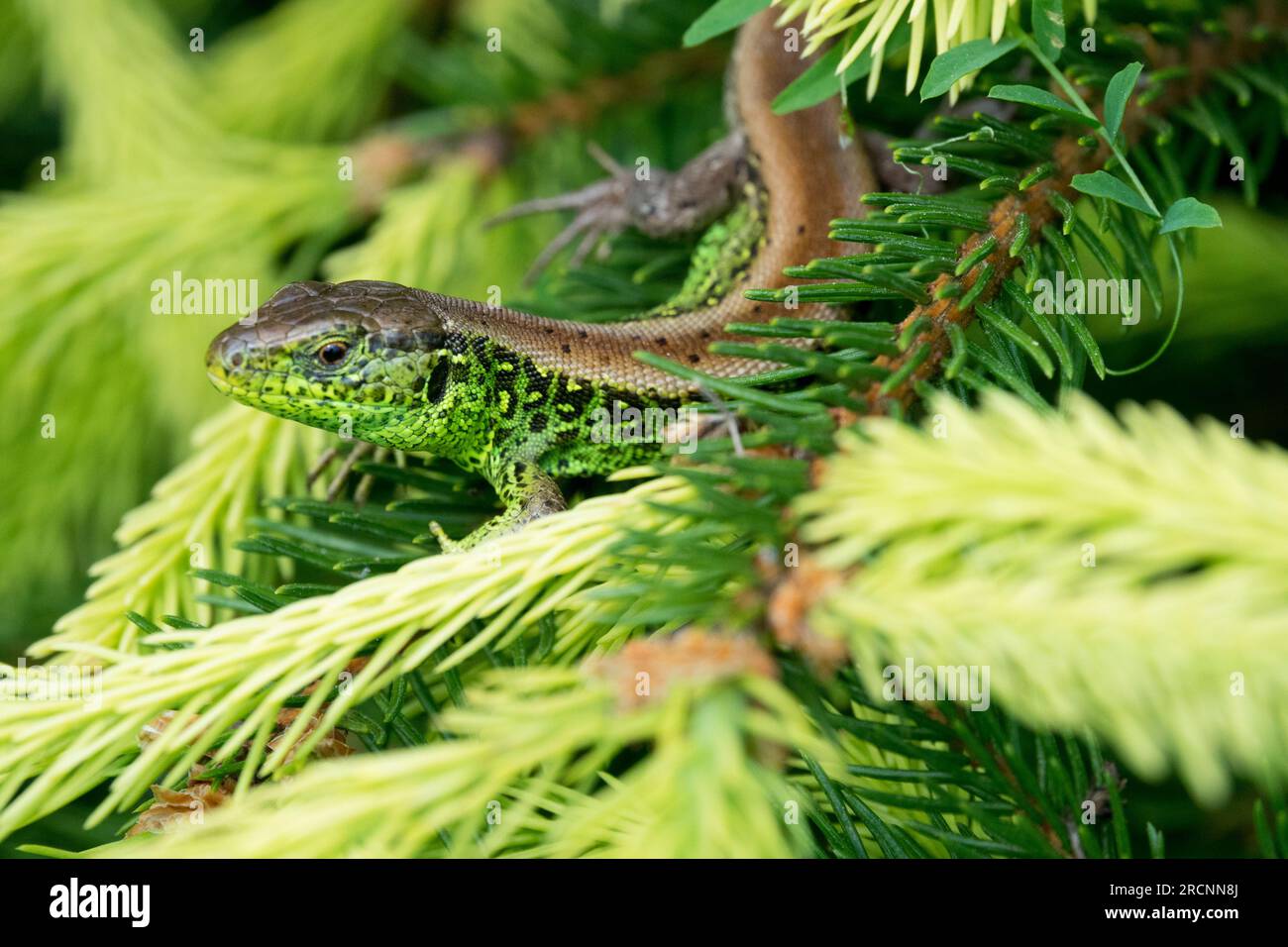 Lacerta agilis, Sand Lizard, Closeup Wildlife Foto Stock