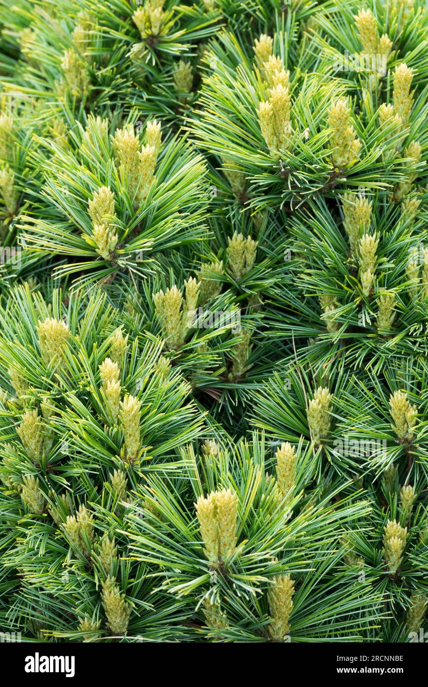 Pinus Foliage Eastern White Pine Pinus strobus "Mary Sweeny" Green Yellow Needles Weymouth Pine Pattern Pine Spring Shoots Pinus Dwarf Cultivar Form Foto Stock