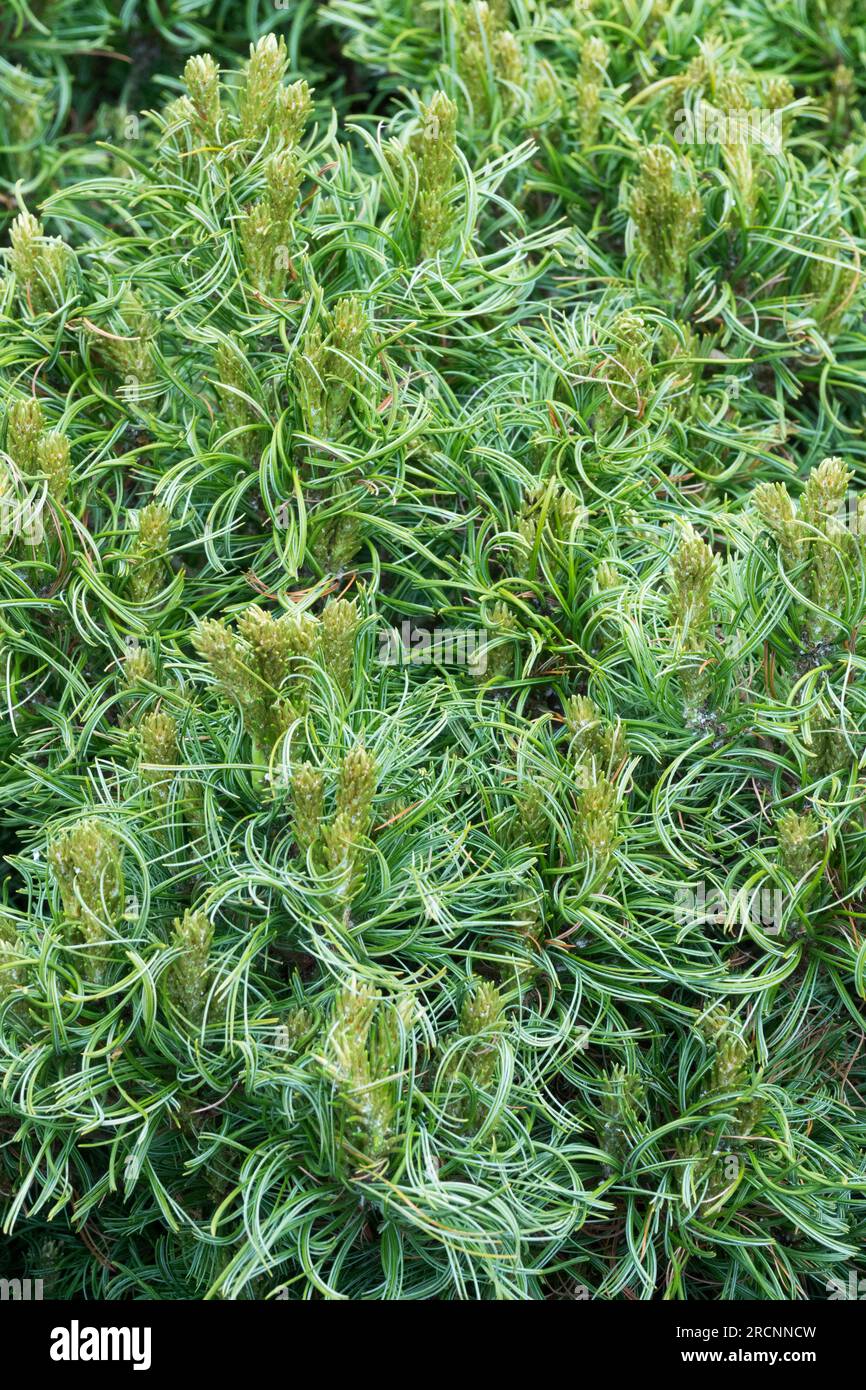 Aghi per pino Pinus Foliage Weymouth Pinus strobus "Green Twist" Pine denso compatto Evergreen Conifer Filiage Pinus Green Twist Eastern White Pine Foto Stock
