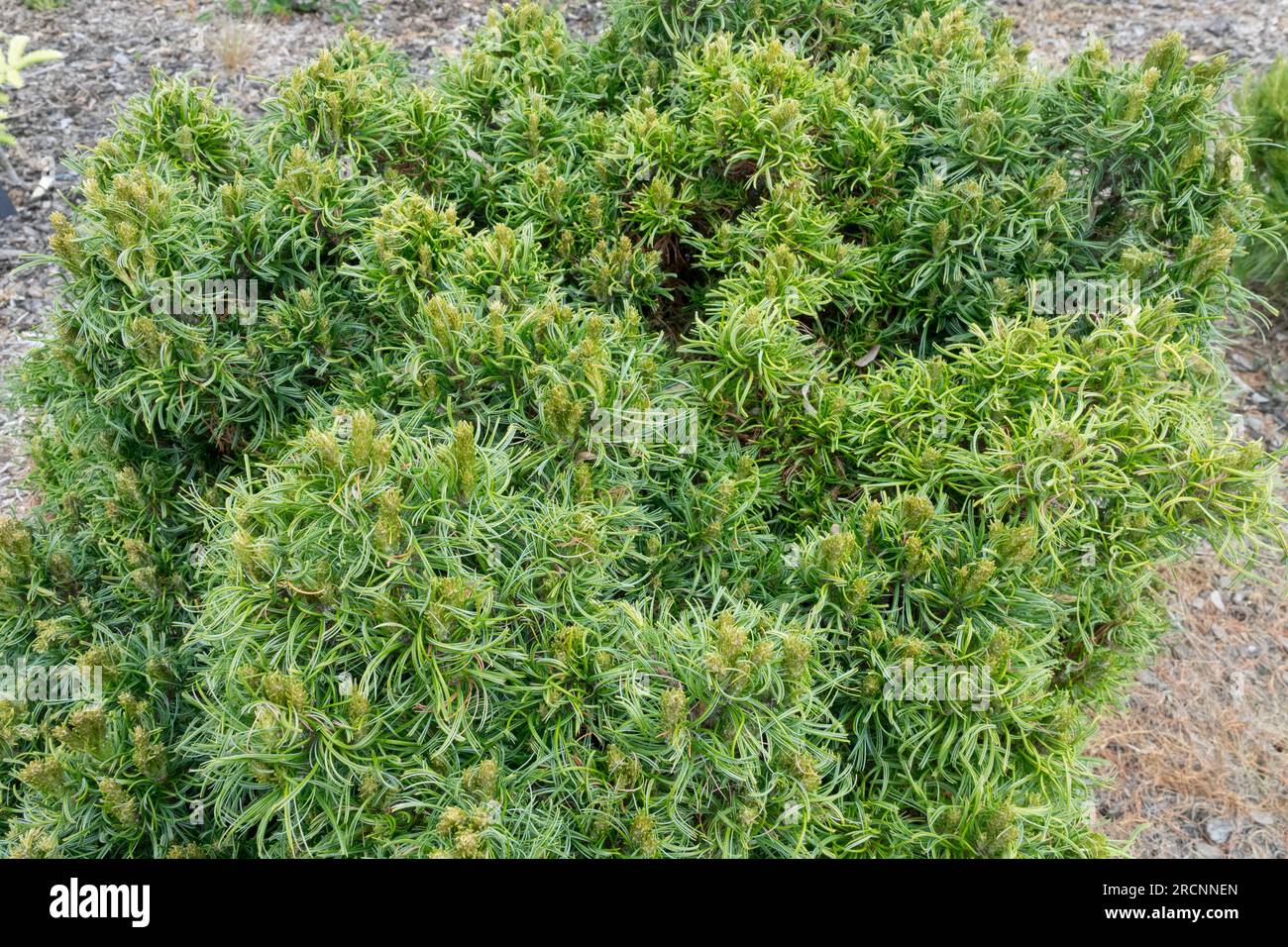 Un piccolo e robusto albero di conifere Pinus strobus "Green Twist" Foto Stock