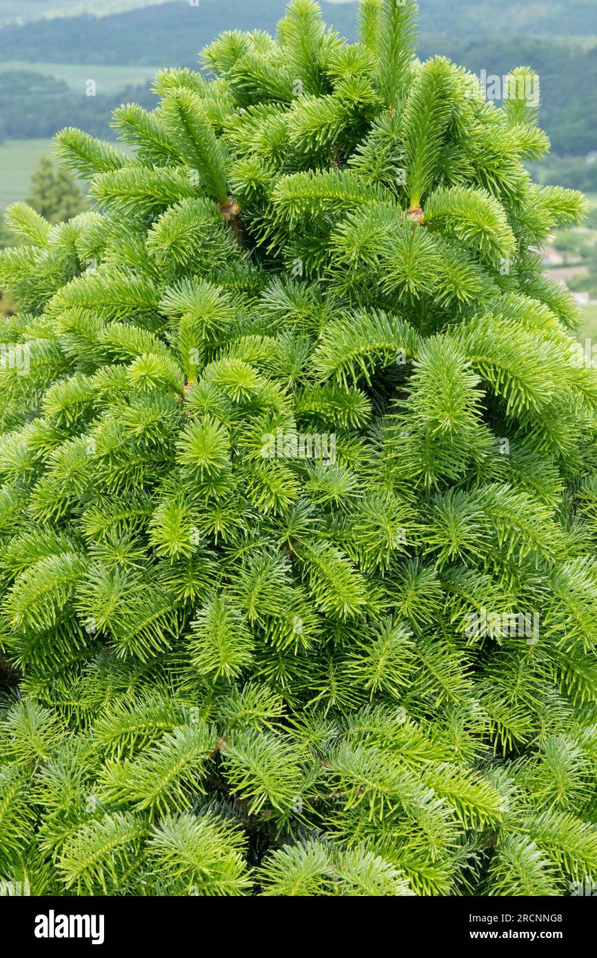 Cilician Fir, Abies cilicica 'Spring Grove', Spring, Foliage, Tree Green Young Shoots Foto Stock