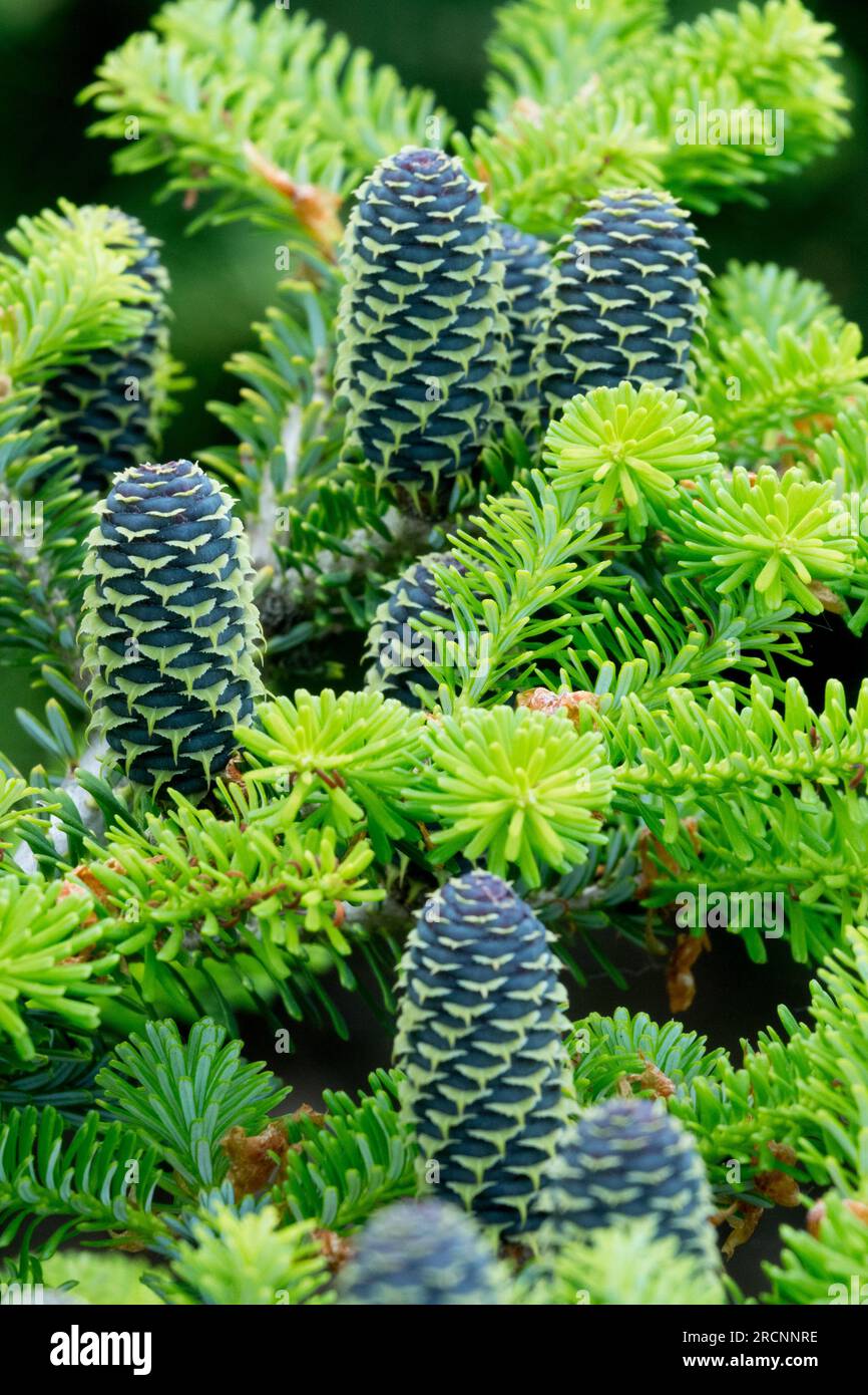 Korean Fir Abies koreana, coni, Abies koreana "Grune Spinne" Foto Stock