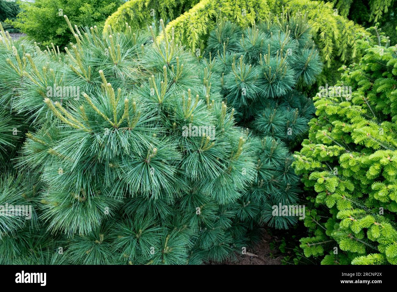 Pino di Weymouth, coltivazione, Pinus strobus 'Dwerg' con altre conifere, alberi in giardino, Cedrus deodara, Abies alba Foto Stock