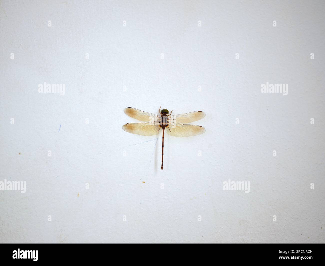 Dragonfly isolato su sfondo bianco. Foto Stock
