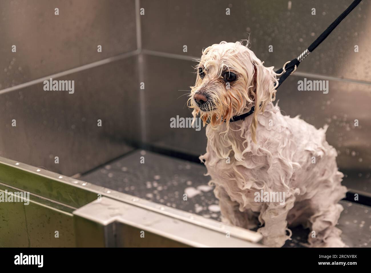 Lavare il cane prima di tagliare. Il concetto di "cane da toeletta" Foto Stock