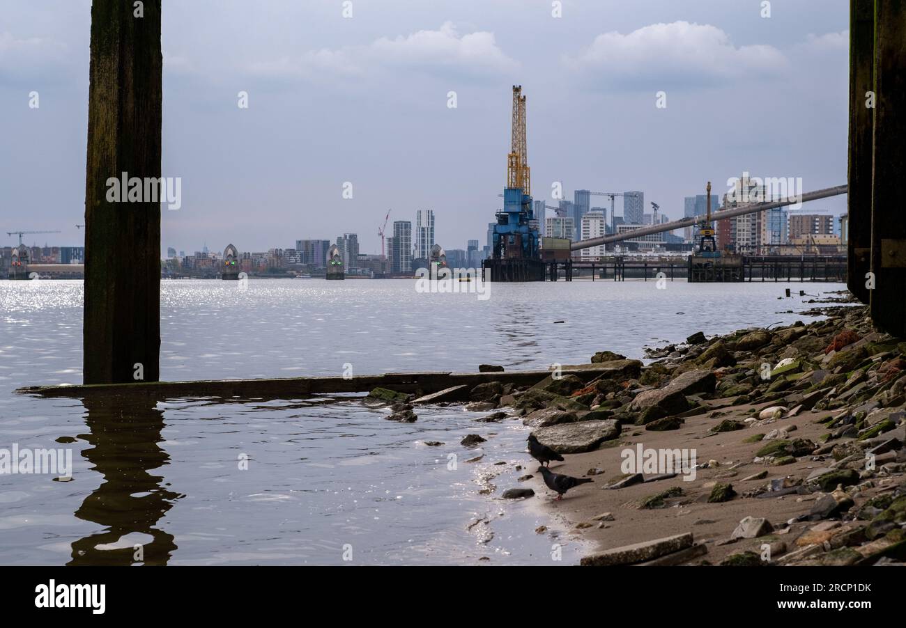 Scenario industriale e paesaggistico cittadino sulla riva del Tamigi a North Woolwhich, guardando a monte verso le gru della raffineria di zucchero Tate e Lyle. REGNO UNITO Foto Stock