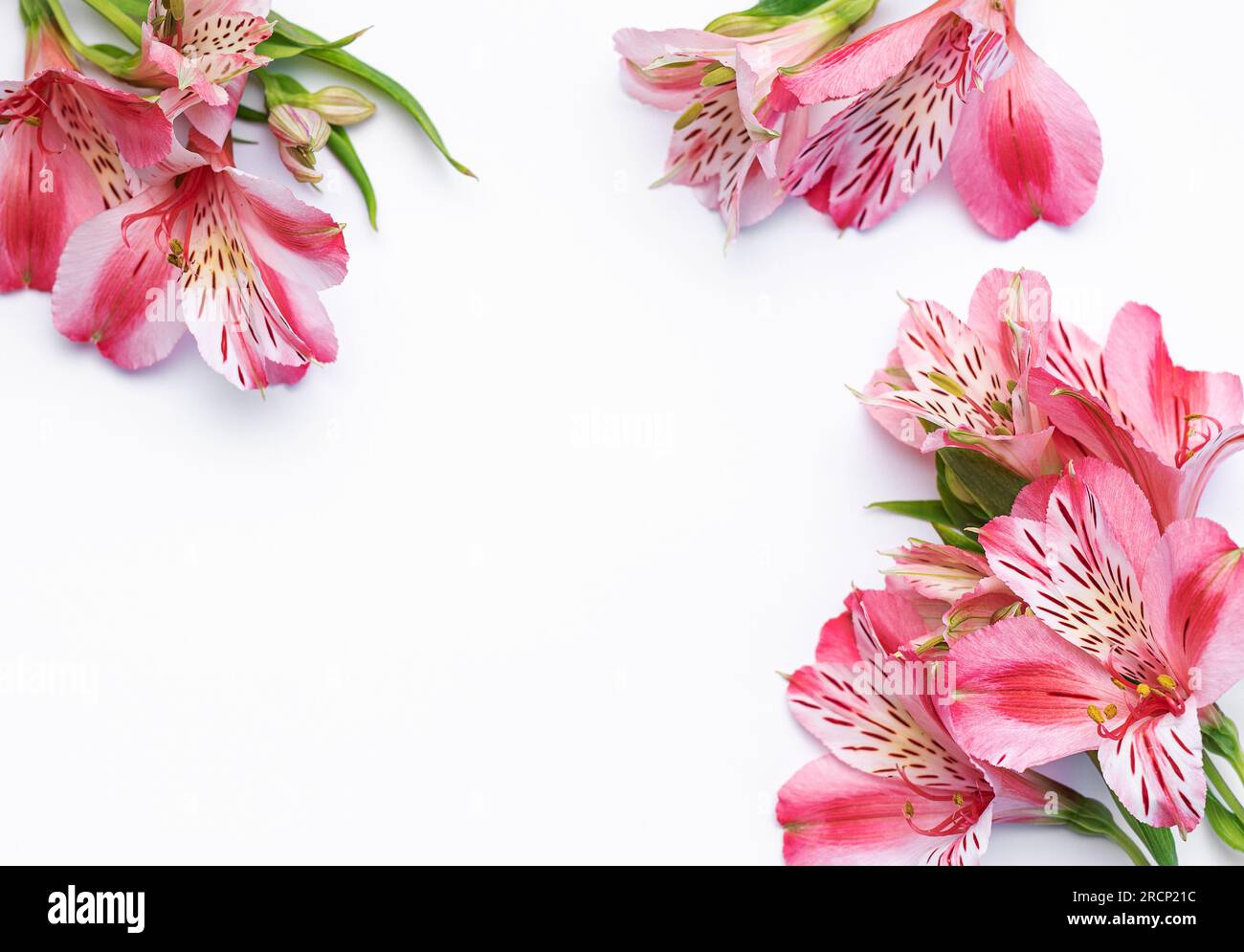 Cornice per il testo di congratulazioni con fiori di Alstroemeria su sfondo bianco. Biglietto d'auguri dai colori naturali. Sfondo per il testo con Foto Stock