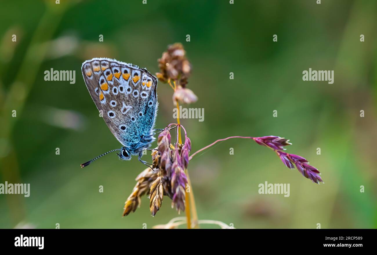 farfalla blu sull'erba primo piano in estate Foto Stock