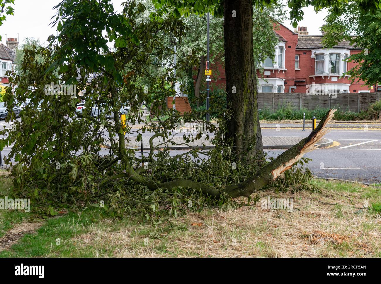 Un ramo di alberi caduti lungo la strada che potrebbe causare gravi lesioni a una persona. Foto Stock