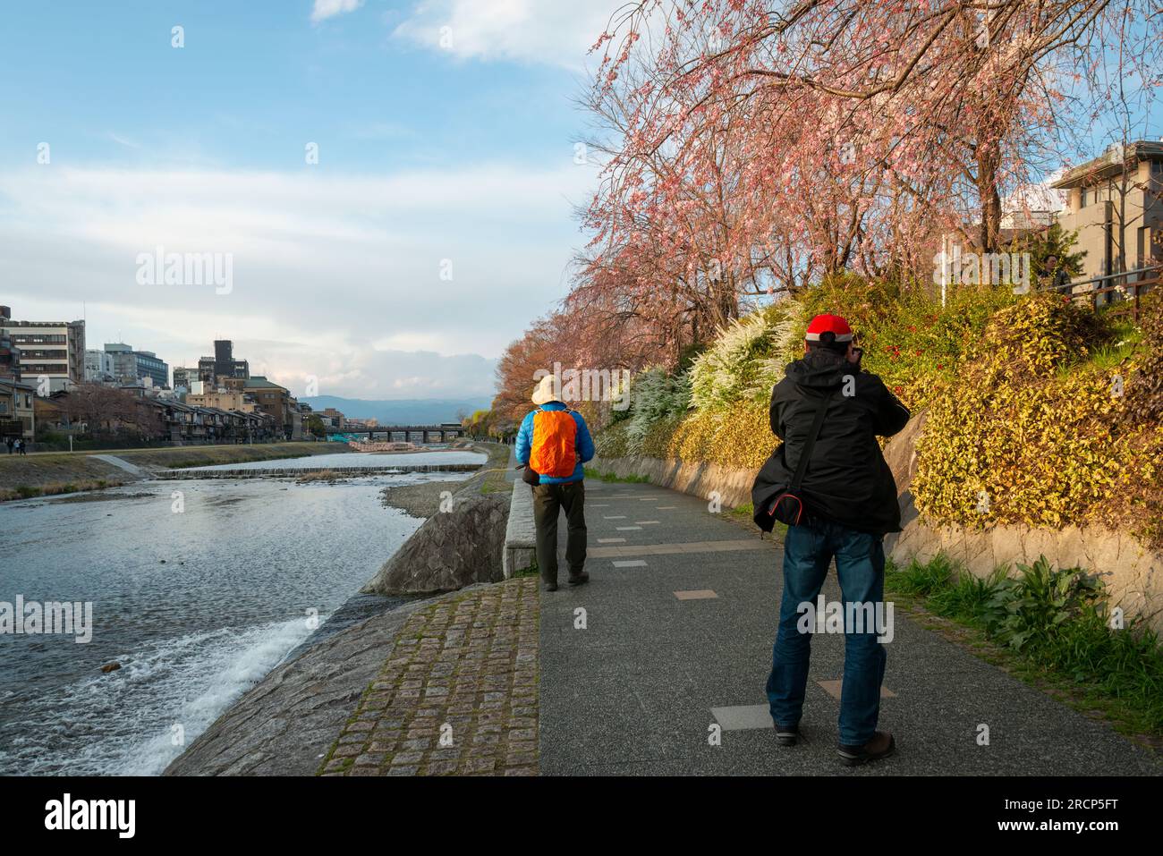 I turisti scattano foto e si godono la fioritura dei ciliegi lungo il fiume Kamo nella prefettura di Kyoto. Giappone. Foto Stock