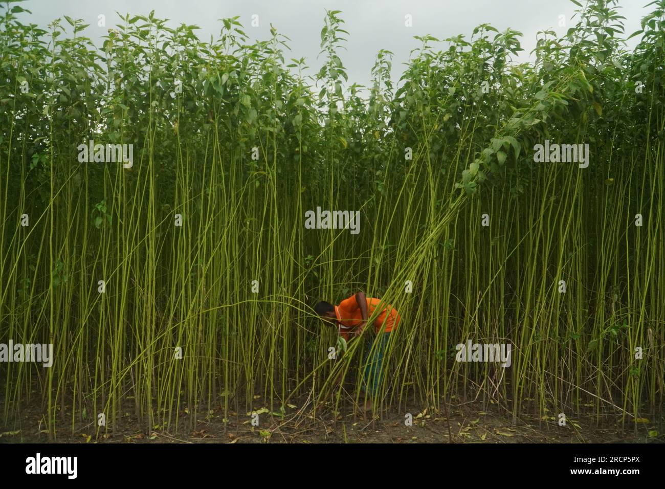 Naogaon, Bangladesh. 16 luglio 2023. Un contadino raccoglie gambi di iuta da un campo alla periferia del villaggio Jahan pur nel distretto di Naogaon. (Immagine di credito: © MD Mehedi Hasan/ZUMA Press Wire) SOLO USO EDITORIALE! Non per USO commerciale! Foto Stock