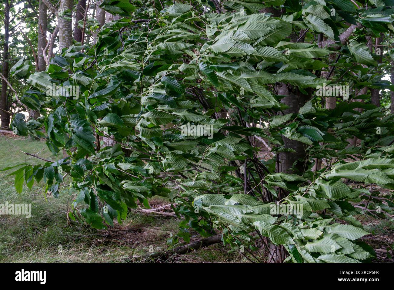 Un forte vento che soffia su un piccolo albero con le foglie forzate orizzontali e rivolte a destra Foto Stock
